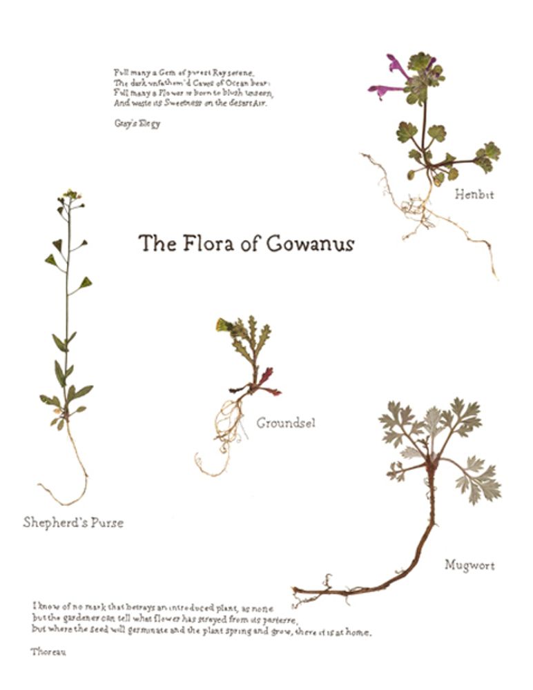 “For the past five years I’ve been learning botany by identifying, pressing, and mounting plants in my neighborhood, which has resulted in two ongoing multi-media projects, The Arctic Plants of New York City and The Flora of the Gowanus. This installation of elements from The Flora of the Gowanus project uses pressed plants and traced texts to document and reflect on the rich array of plant life flourishing along the banks of the Gowanus Canal.”—James Walsh